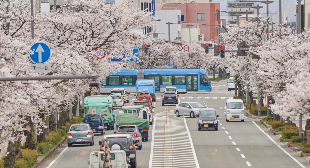 Ville de Fukui, tramway et cerisiers en fleurs ©Taiga Ishibashi