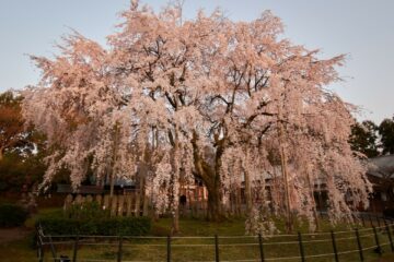毛谷黒龍神社の枝垂れ桜TAI_7361　©Taiga Ishibashi